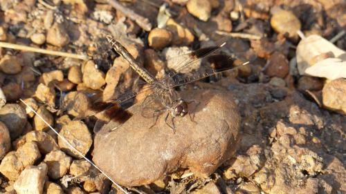 Brachythemis leucosticta